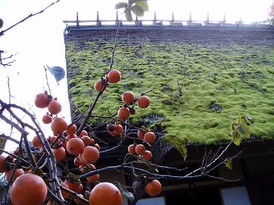 母屋は萱葺で、こけが生えています。