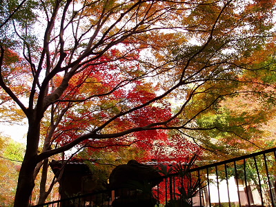 お蕎麦屋さんの紅葉