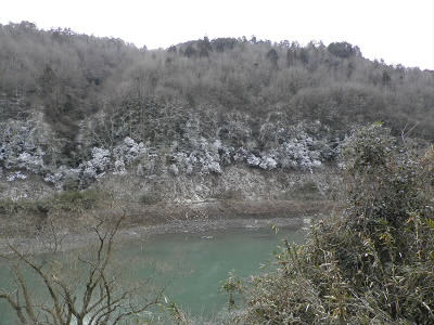 2011/01/23 12:22:20 木々が白くなっている。