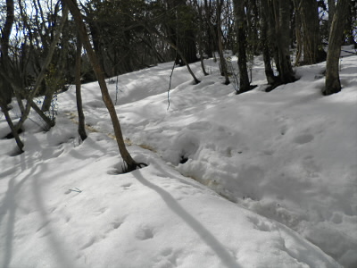 愛宕山への道はこんなに積もっていおり、アイゼンを装着していないので断念。