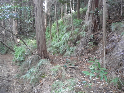 ここを戻るように上がると上醍醐へ行けるかも