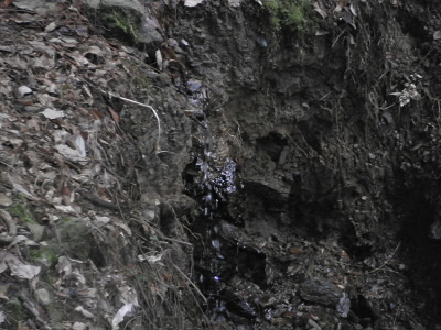 道の下の崖から水がしみ出ています。