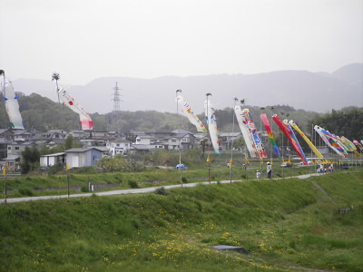 川沿いにたくさんの鯉のぼりが上がっていました。