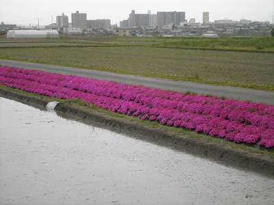 田んぼに水がはられ、田植えが待っているようでした。
あぜ道にはきれいな赤紫の草花が植わっていました。