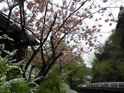 まだ、桜が残っていました。
ここまで、しんどかったので写真はありません。