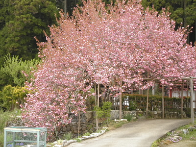 桜のもっこりと咲いていました。
もう少し、前だと素晴らしいかったのではないかと思います。