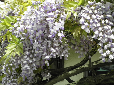 岡崎に藤がきれいに咲いていました。