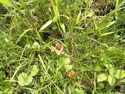 季節なんでしょうね。