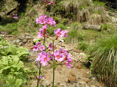 川の横に目立つように咲いていました。
