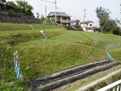 ちいさな段々畑がありました。