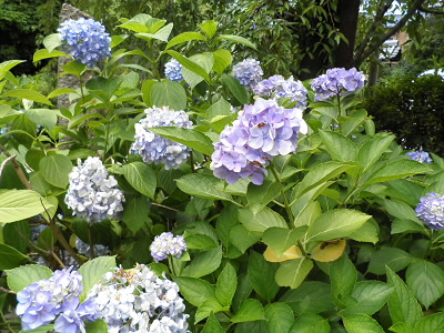 ゴールの長建寺のアジサイ。

本日の参加人数は７６２名だそうです。