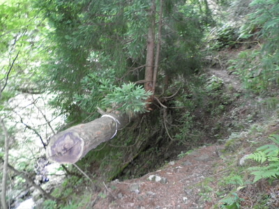 2011/07/12 11:49:39 木に木が生えているような