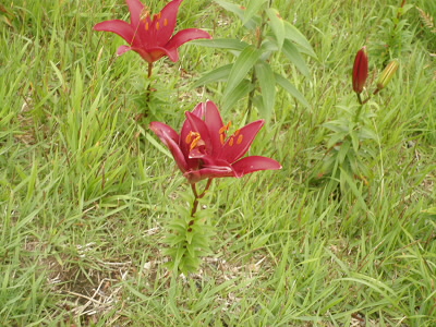 2011/07/12 13:51:01 ユリ畑