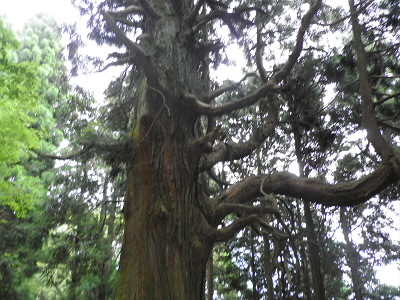 周りの杉より一段と立派な杉です。