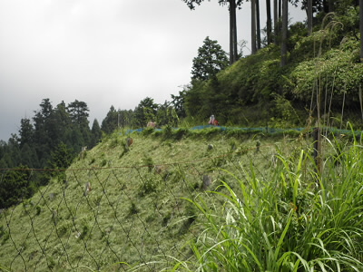 林道の一部は伐採され、植林されています。