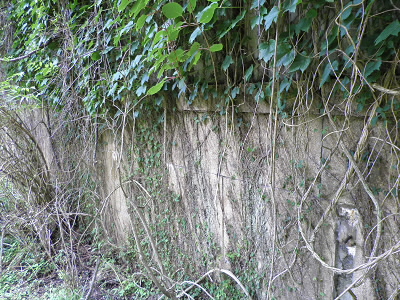 空中ケーブルの延暦寺駅跡です。
建物跡に植物が根をはっており、ジャングルにある古代遺跡みたいになっていました。