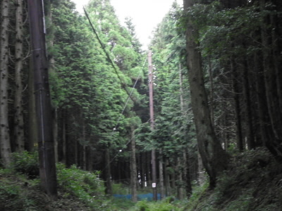 ここらあたりの大木はモミの木だそうです。
下草はミヤコザサだそうです。