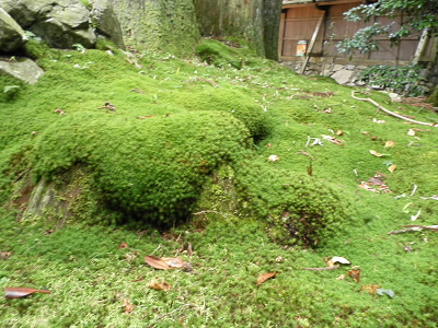 きれいな苔が被っていました。
もう少し、掃除をしてくれたらいいのに。