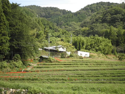 このあたりは段々畑が多っかたです。