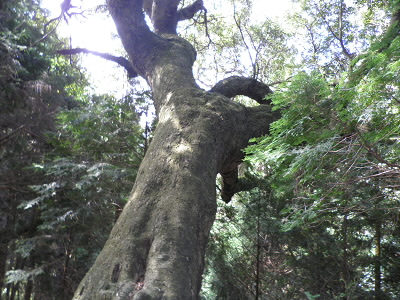 宇治指定のやまももの木だそうです。
