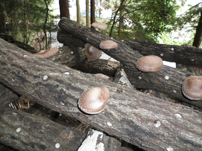 道の横で栽培されていました。