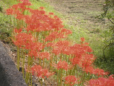 そこらじゅうに彼岸花が咲いていました。