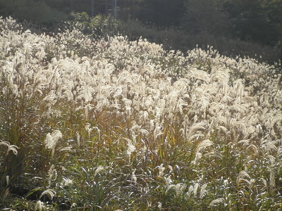 スキー場跡にススキが一面に咲いていました。