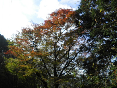 紅葉はまだまだでした。