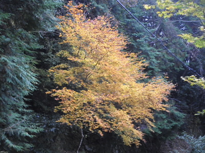 今回は紅葉を堪能するつもりです。
でも、まだ少し早かったかも。