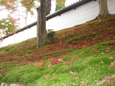 紅葉の落ち葉が緑に映えます。