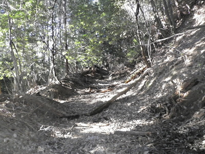 白鳥越えから広い山道なり、歩きやすくなりました。