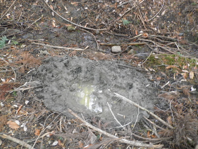 2012/01/15 11:37:11 イノシシのぬたば。