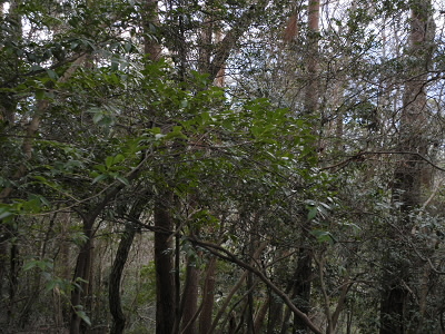 2012/04/01 10:31:54 つつじ