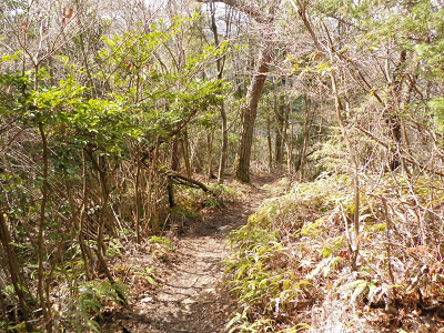 尾根道は明るいので、楽しくなります。
清滝からのコースは暗いですが、このコースは明るいのいいですね。