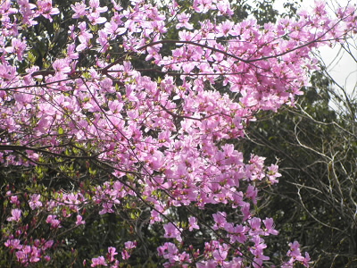 桜の季節からつつじの季節になっています。
