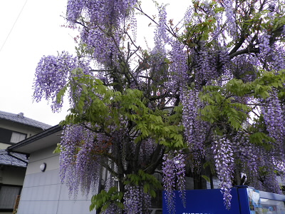 みごとな藤でした。