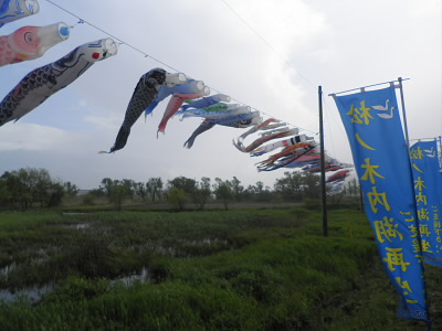 端午の節句なので、こいのぼりがずらーーーり。