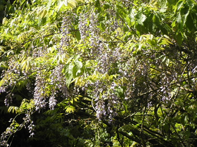 野生の藤。街で咲いている藤より小さめです。