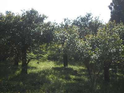 水尾の里から登ります。水尾の里は「ゆずの里」とも言われています。