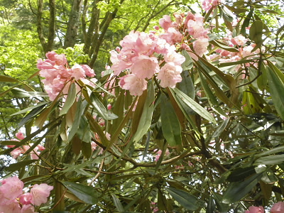 ピンクのシャクナゲも咲いていました。