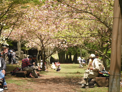 階段の下は、お花見状態です。
