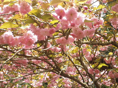 桃色の八重桜が主役です。