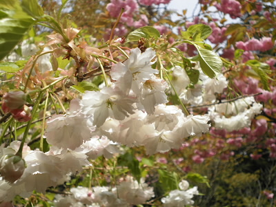 これは白い桜。
紅白の桜が咲いていました。