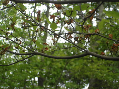 2012/05/13 14:40:45 ミツバツツジ