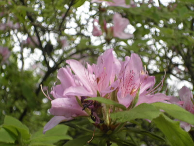 もうルートの終わりかというところで、咲いていました。やっとありました。いやー良かった。
