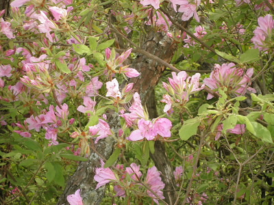 山がツツジでいっぱいとは行きませんが、所々に咲いていました。