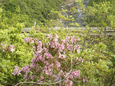 ツツジの向こうに保津峡駅があります。そして、その向こうに、トロッコ列車のレール。