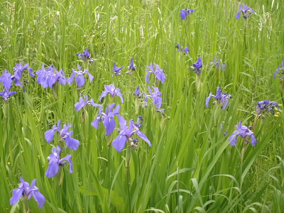 ちょっとした群生になっていました。
