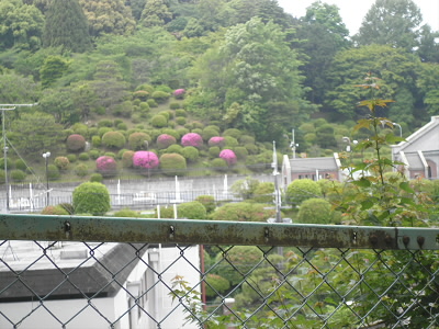 インクラインの向かいは蹴上の浄水場。年に一回、ＧＷの時に一般公開をします。だいたいツツジの頃です。で、まだ咲いている木がありました。