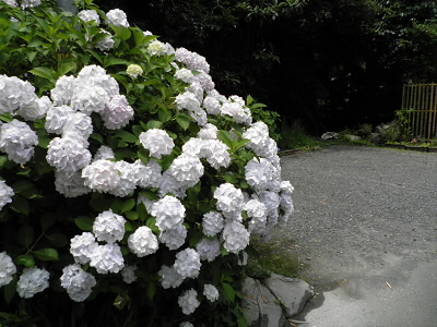 この辺りはいつもきれいな花を咲かせています。
しろいアジサイ。